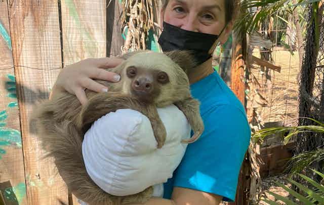 20 reasons to volunteer in a Sloth Sanctuary in Costa Rica