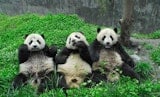 Animal Rescue Center: Giant Panda