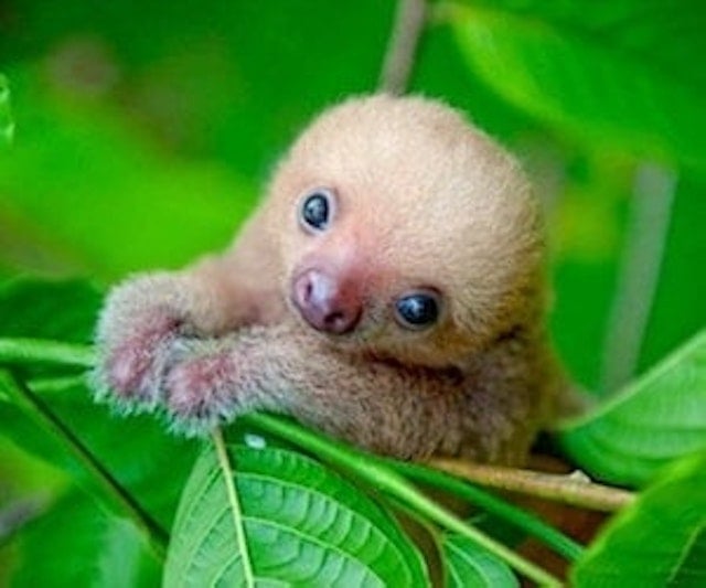 Sloth Conservation Sloth Conservation